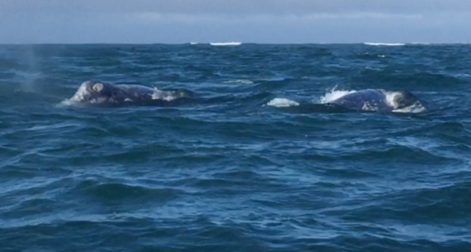 Balene nella baia Magdalena, a Puerto Lopez Mateus - foto di Blue Lama